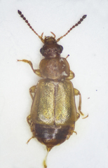 Eusphalerum luteum