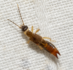 Spongiphoridae