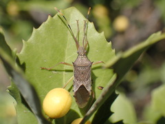 Plinachtus pungens