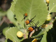 Plinachtus pungens