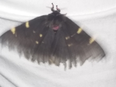 Paradirphia fumosa