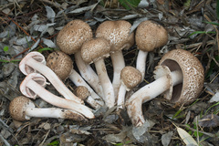 Agaricus bohusii