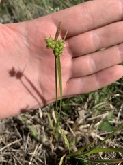 Carex torreyi