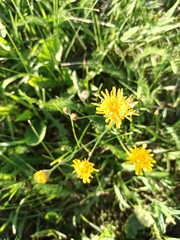 Scorzoneroides autumnalis