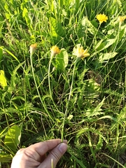 Scorzoneroides autumnalis