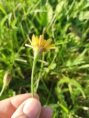 Scorzoneroides autumnalis