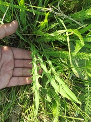 Scorzoneroides autumnalis