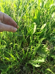 Scorzoneroides autumnalis