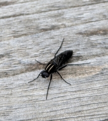 Thereva albovittata