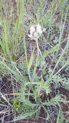 Oxytropis oxyphylla