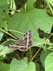 Cyligramma
