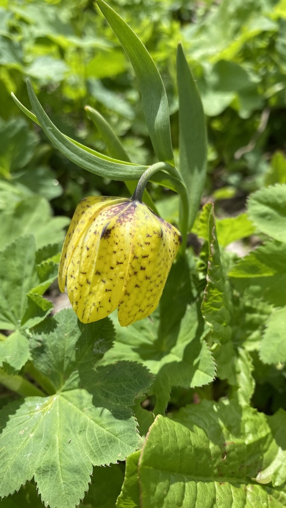 Fritillaria collina