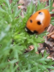 Coccinella septempunctata
