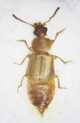 Eusphalerum luteum