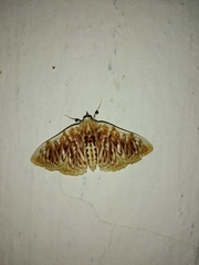 Polygrammodes sanguinalis