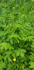Filipendula ulmaria