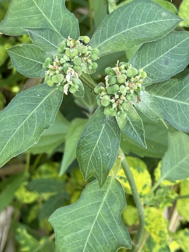 Euphorbia heterophylla image