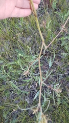 Persicaria angustifolia