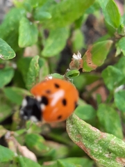 Coccinella septempunctata