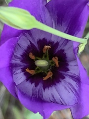 Eustoma russellianum
