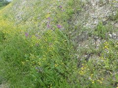 Hesperis pycnotricha