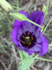 Eustoma russellianum