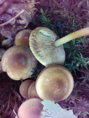 Marasmius cohaerens lachnophyllus