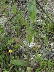 Hesperis pycnotricha