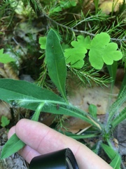 Pilosella flagellaris