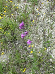 Hesperis pycnotricha