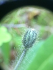 Pilosella flagellaris