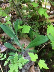 Pilosella flagellaris