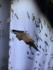 Euchlaena johnsonaria