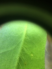 Pilosella flagellaris