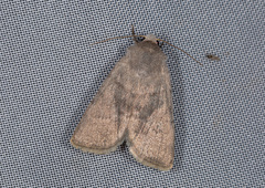 Caradrina gilva