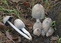 Coprinopsis alopecia