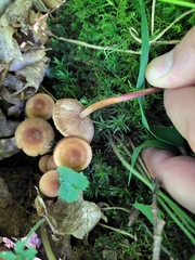 Marasmius cohaerens lachnophyllus