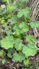 Alchemilla caucasica