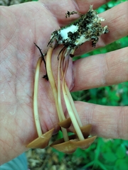 Marasmius cohaerens lachnophyllus