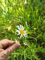 Leucanthemum