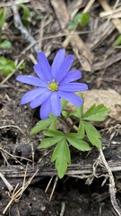 Anemonoides caucasica