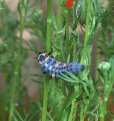 Coccinella septempunctata