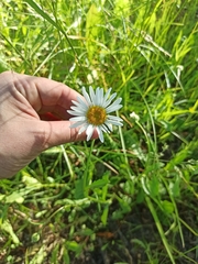 Leucanthemum