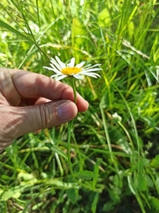 Leucanthemum