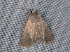 Caradrina gilva