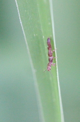 Oligotoma humbertiana