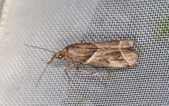 Nyctegretis lineana