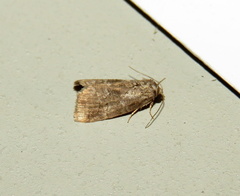 Ogdoconta