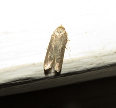 Limnaecia phragmitella