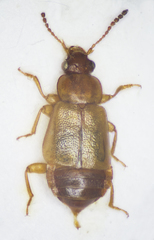 Eusphalerum luteum